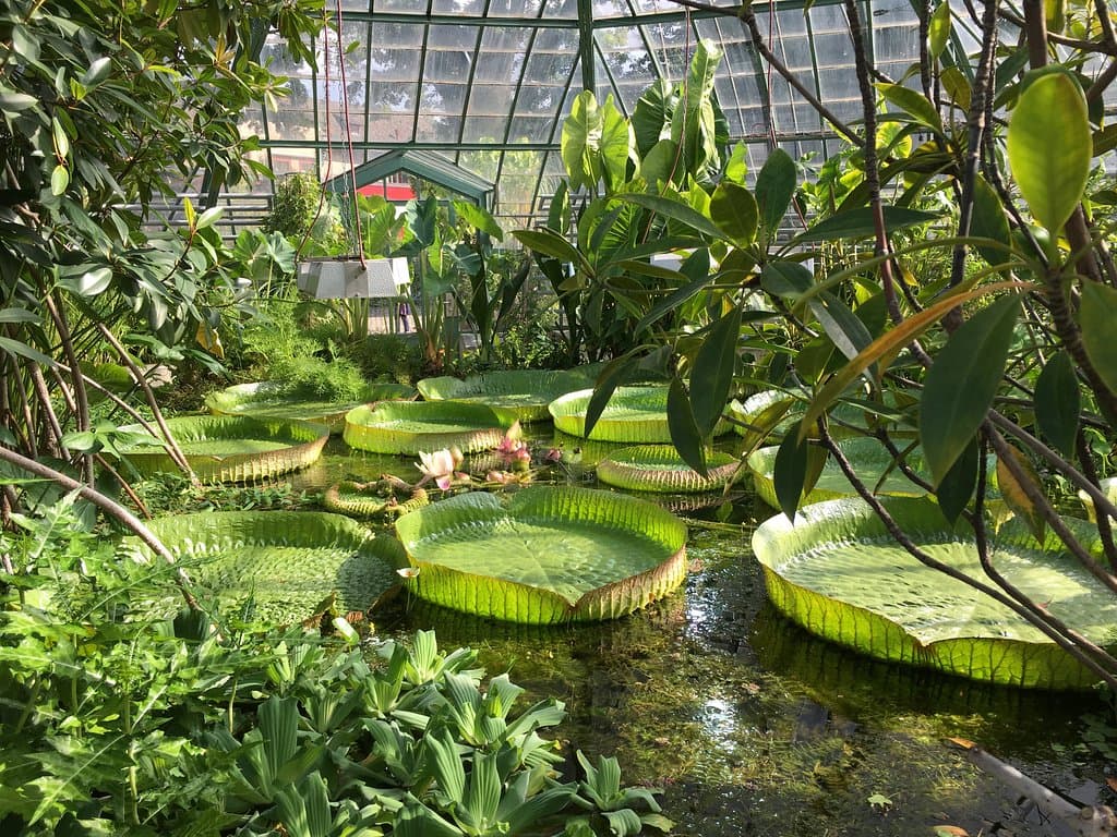 Water lilies at the garden.