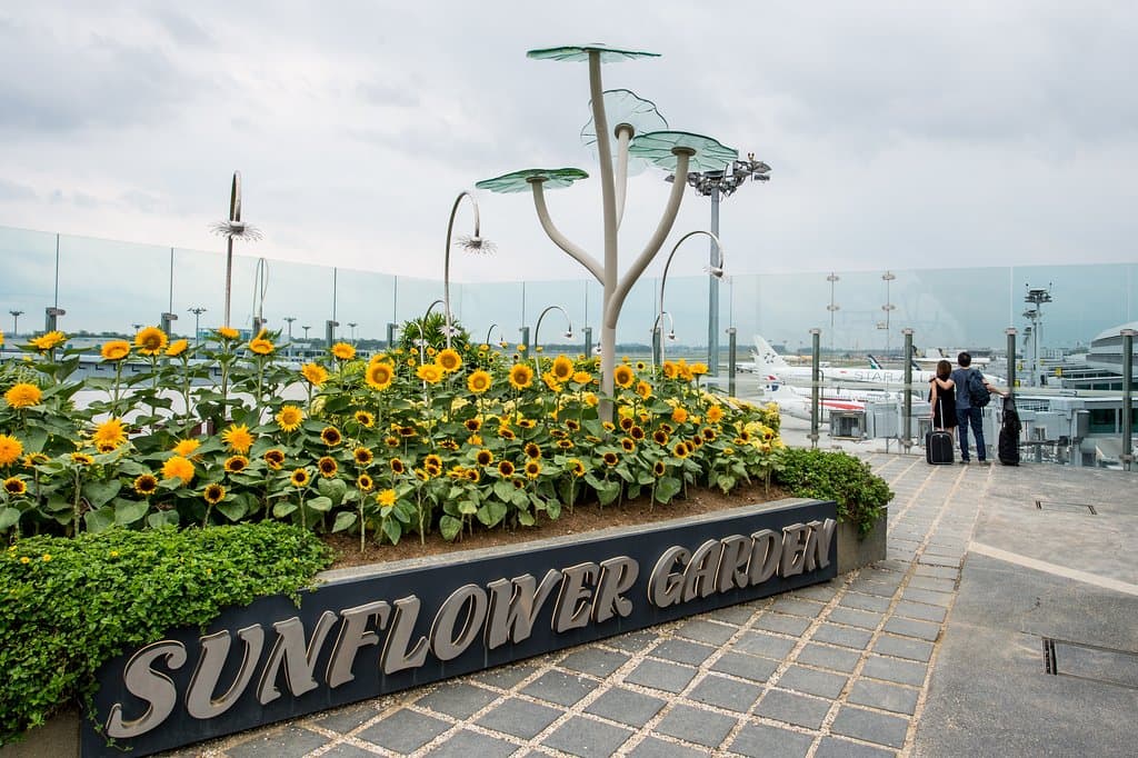Sunflower Garden at Terminal 2