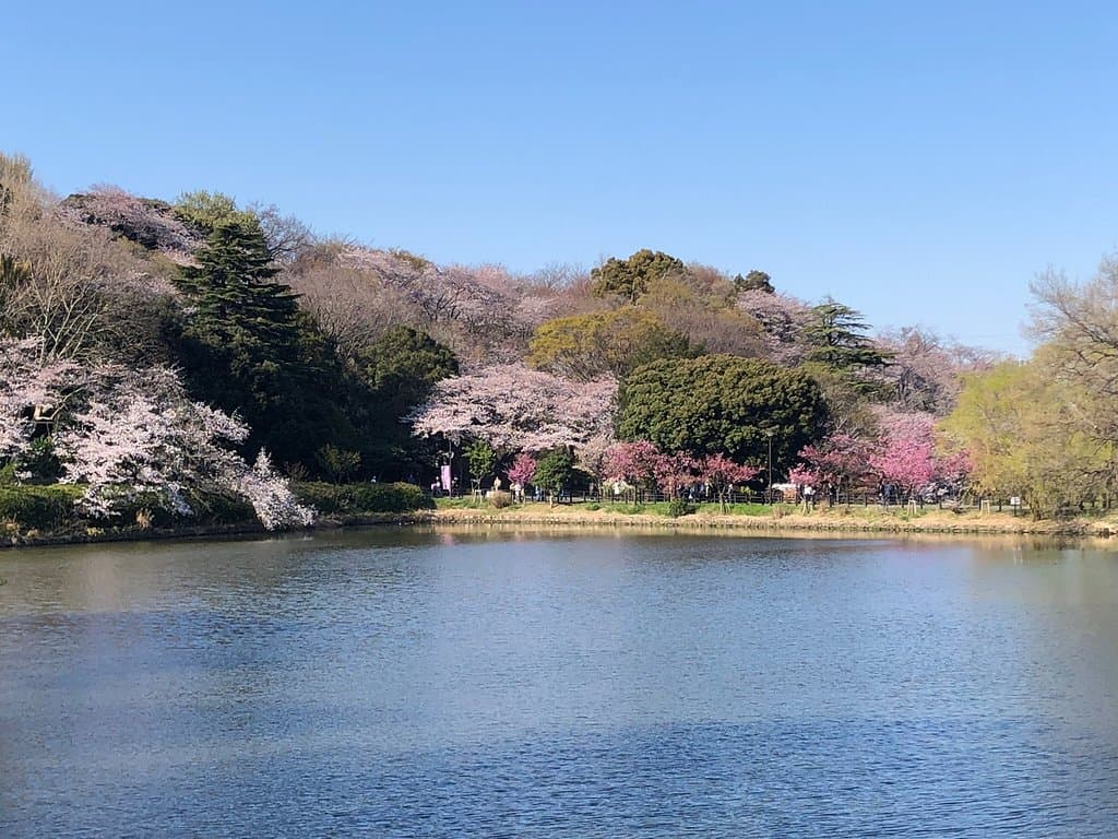 花見客も多く見られました。