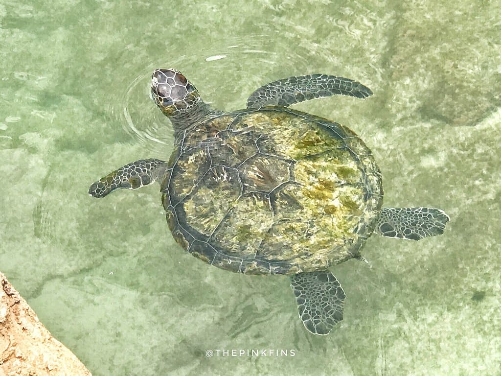 Dubai blogger and environmentalist Slava Noor visits Dubai Turtle Rehabilitation Project. The Pink Fins.