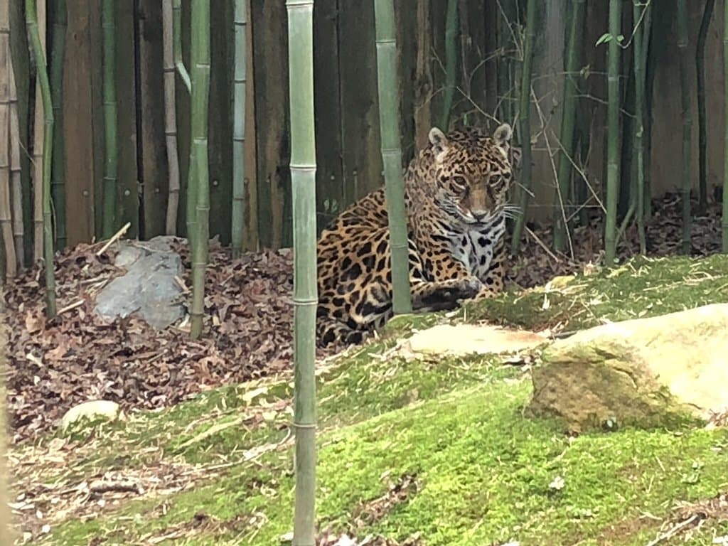 Nice looking animals!