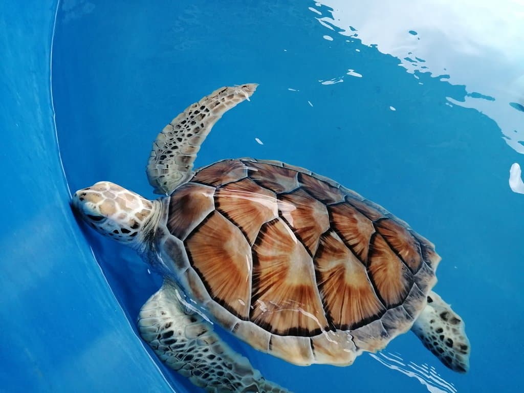 Pusat Ikan Hiasan Teluk Kemang