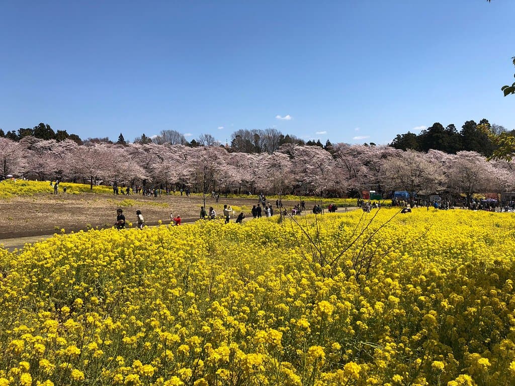 Miyagi Akagi South Foot