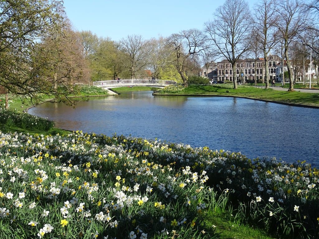 Plantsoen te Leiden; een 19de eeuws stadspark uit de jaren 1834-1835;monumentale oude bomen en bloeiende narcissen april 2019