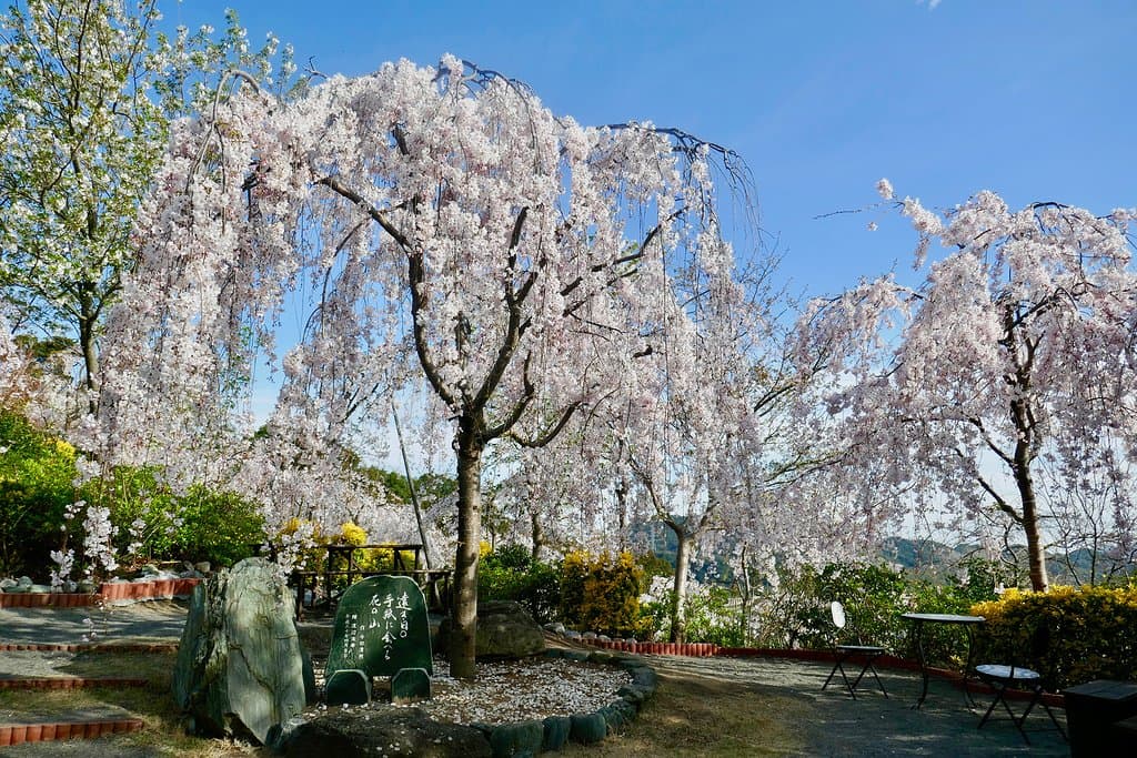 枝垂れ桜がほぼ満開!
