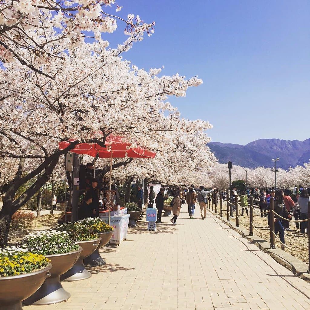 spring time at jinhae-6