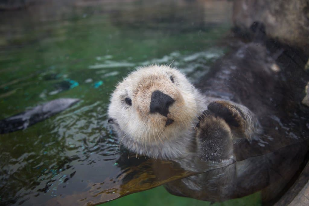 Meet our three rescued sea otters, Schuster, Oswald and Earle!