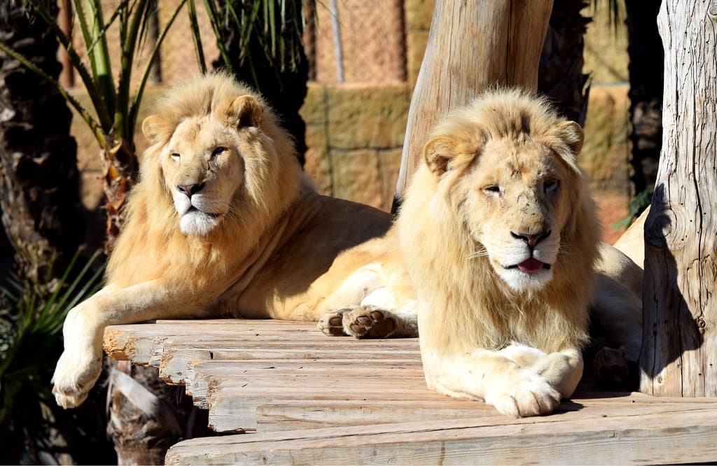 Leones blancos en Río Safari Elche. 