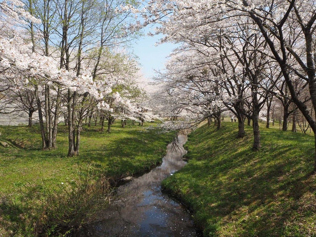 桜と湿地の植物が楽しめます