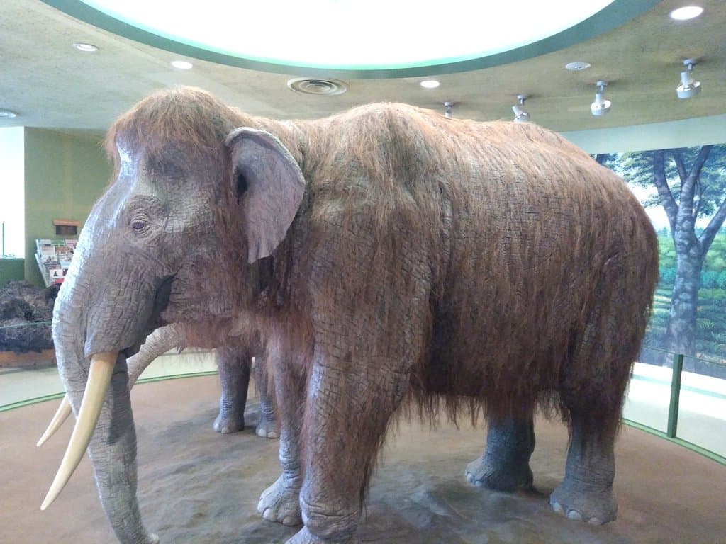 動物の展示
