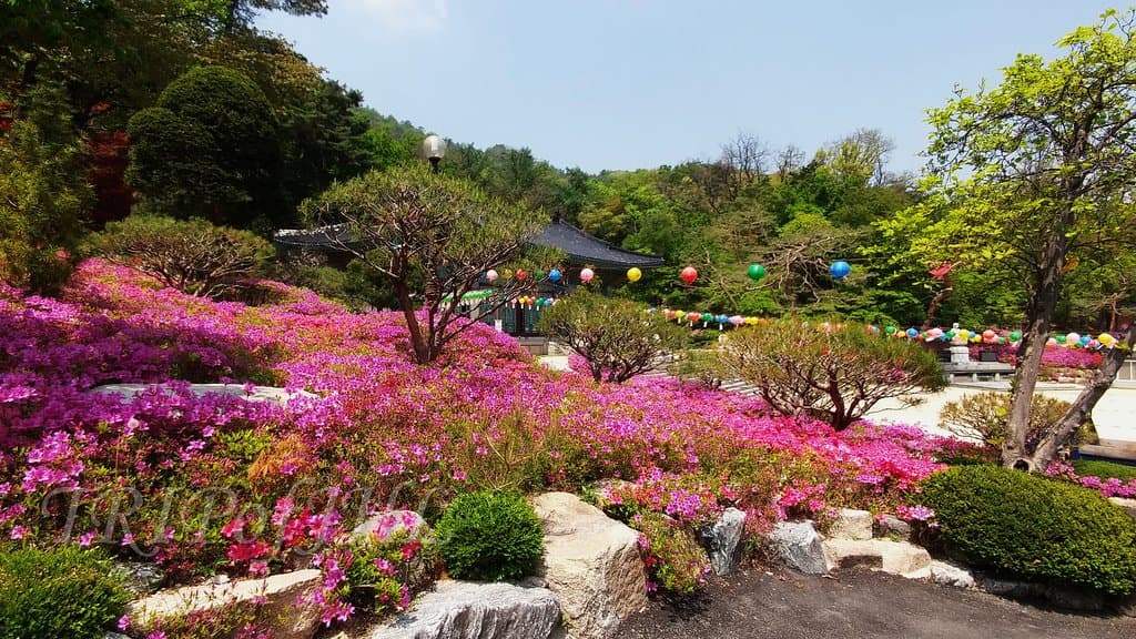 Bogwangsa Temple in May