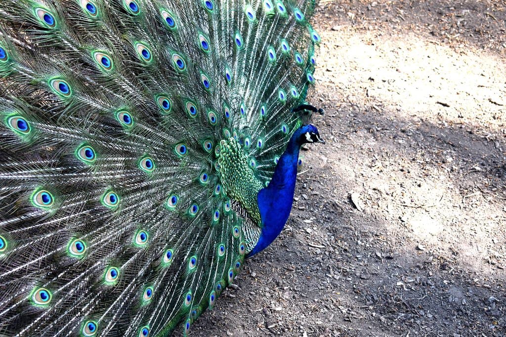 Peacock!