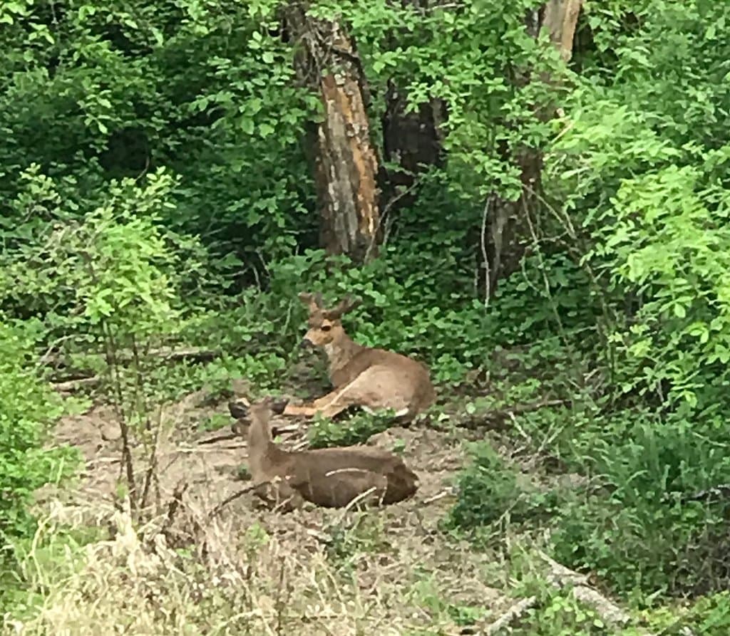 Deer taking a rest
