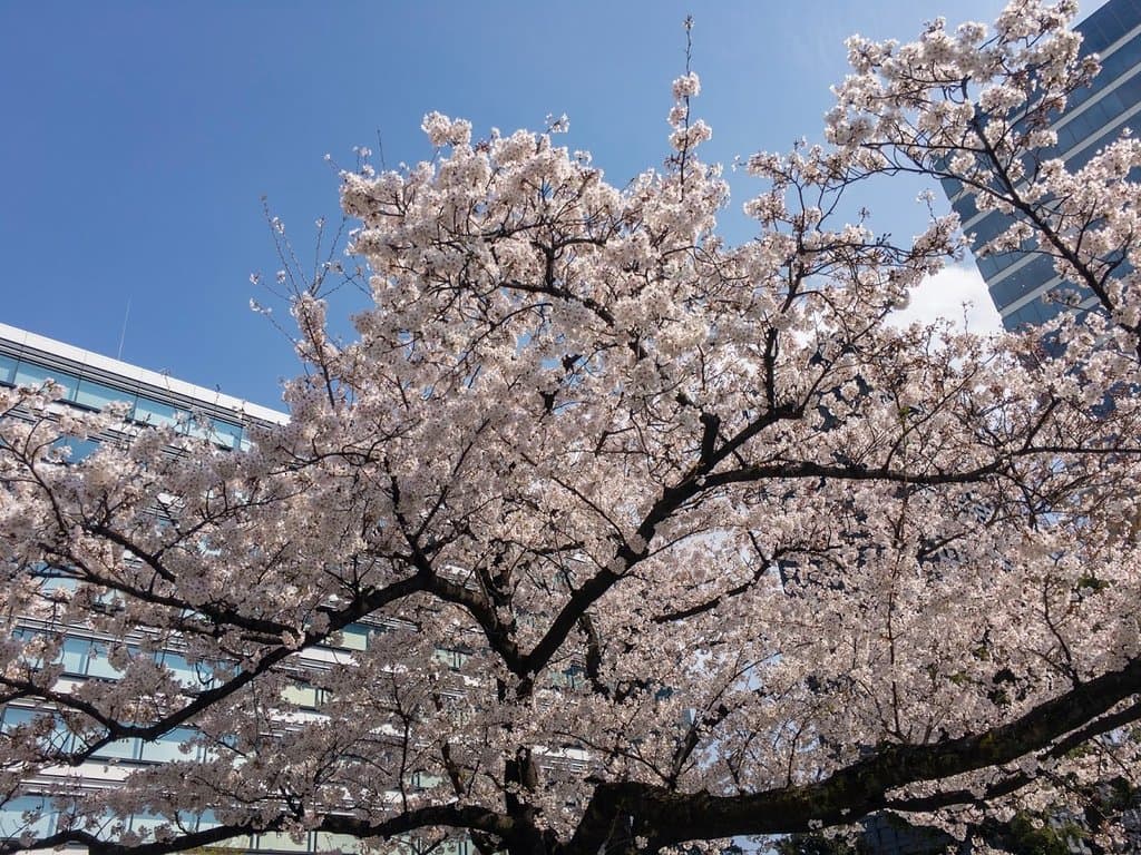 中野四季の森公園