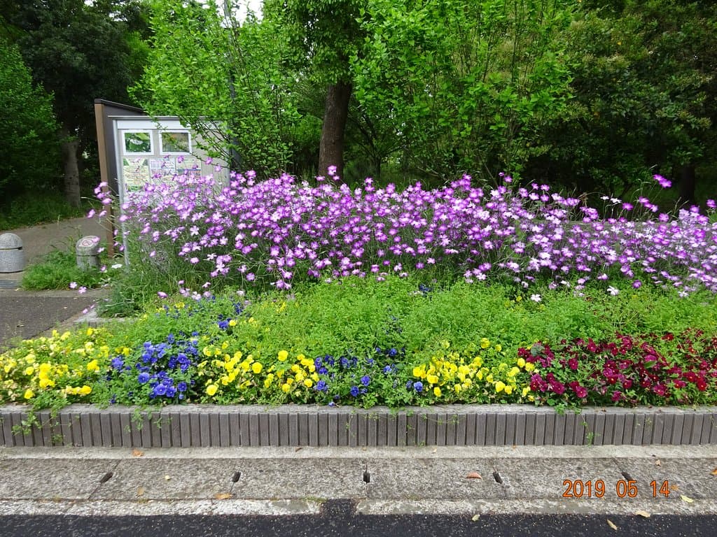 来週の浦安市の祭りに備えて、公園美化団体ボランテイアは、学生の様に、目の前の売り物だけに集中し、公園の花壇はほったらかしです。見事な雑草花壇が、毎年この時期の当たり前です。