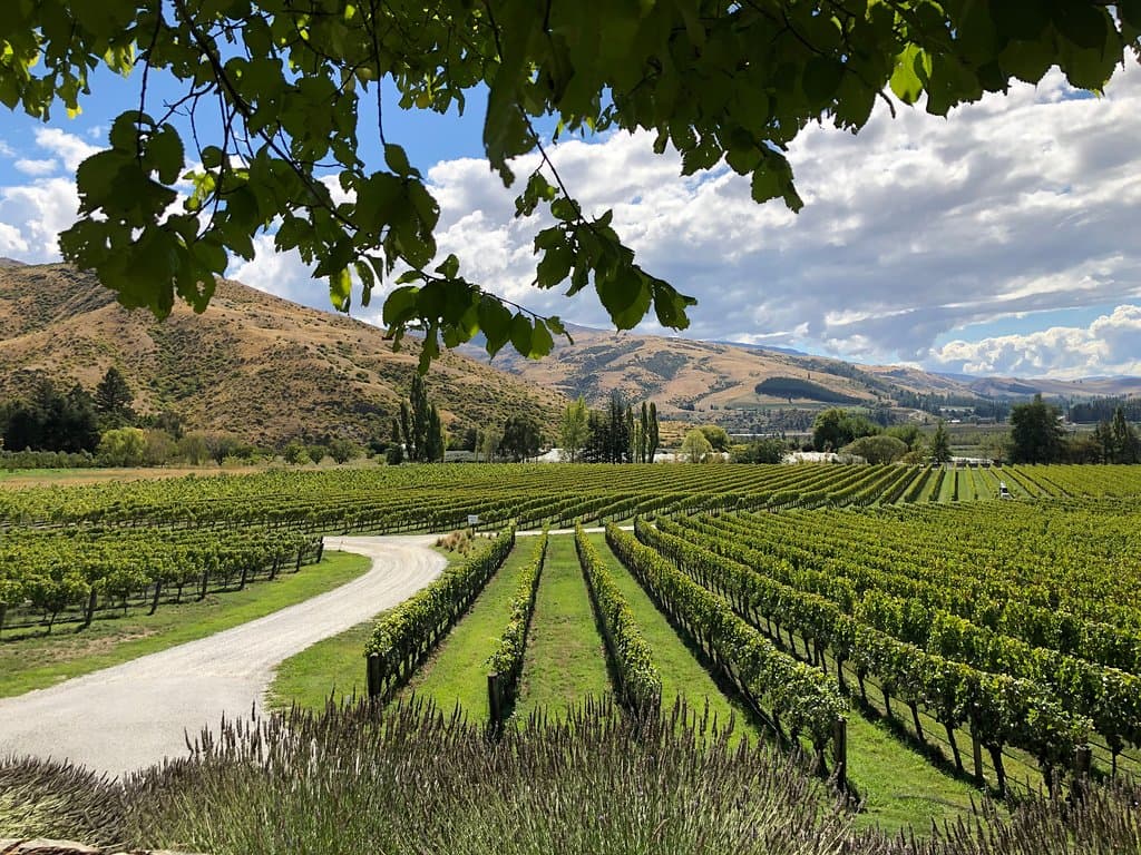 Lavender and vine at Felton Road