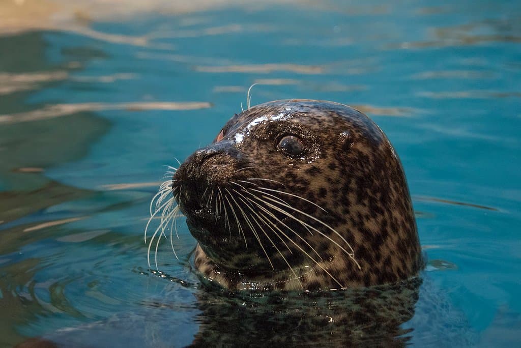 Luseal the Atlantic Harbor Seal