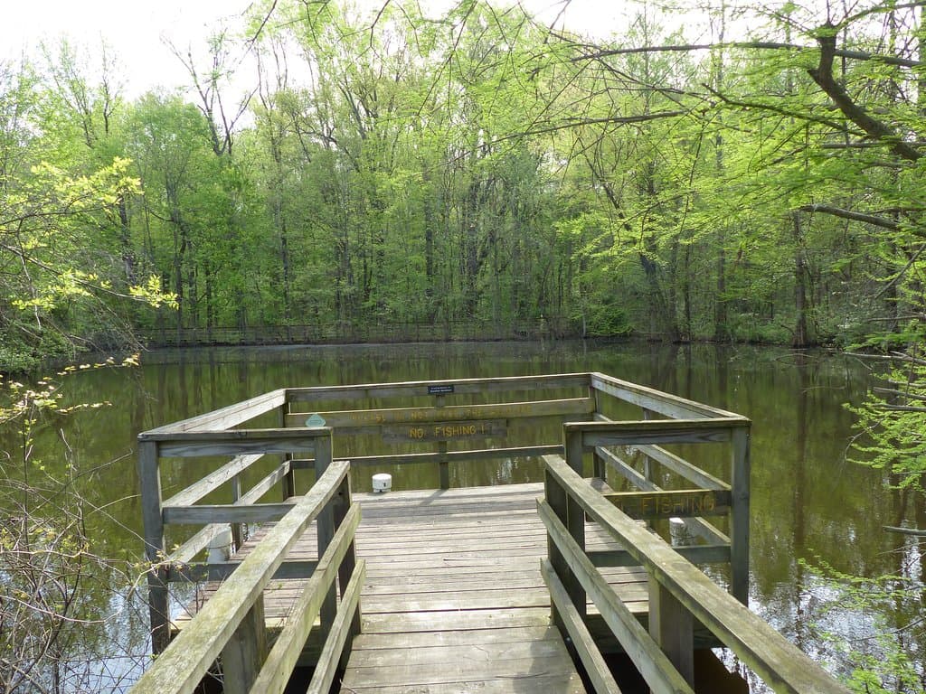 Pond viewing platform