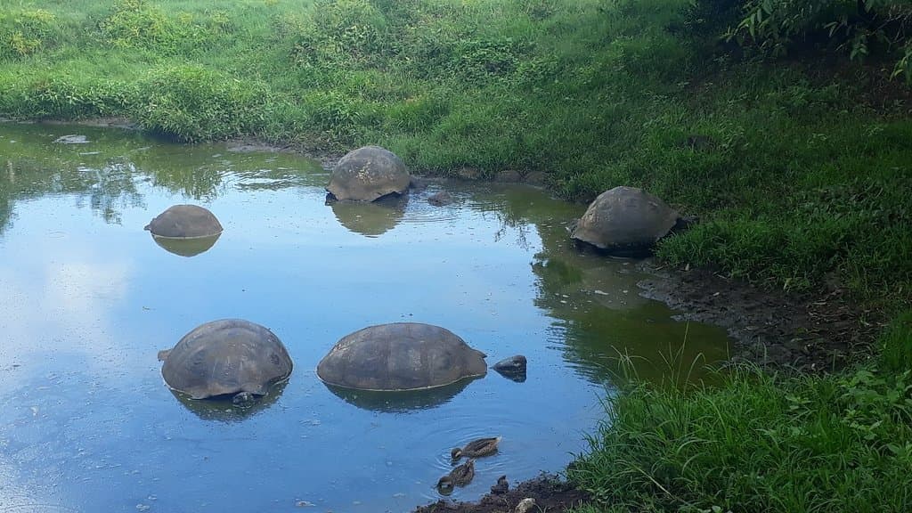 El Chato Tortoise Reserve