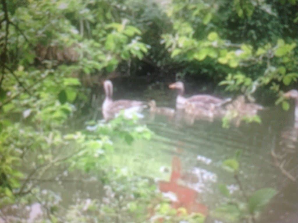 Tocil Wood Nature Reserve