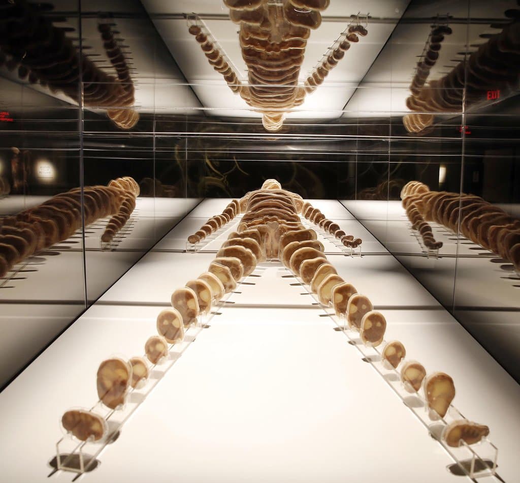 Bodies: The Exhibition Las Vegas