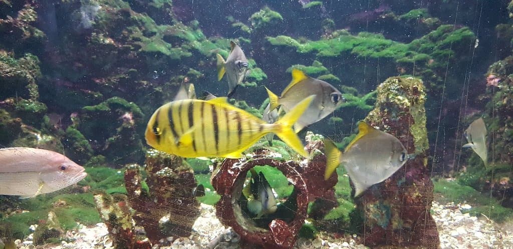 Kung Kraben Aquarium