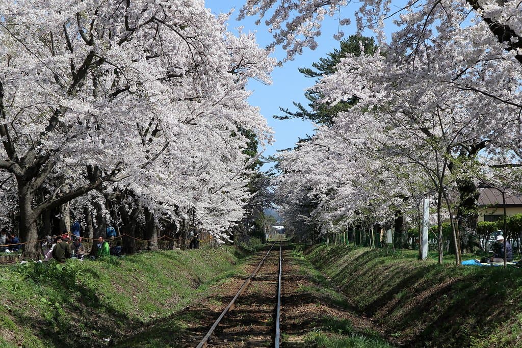 津軽鉄道線路と桜