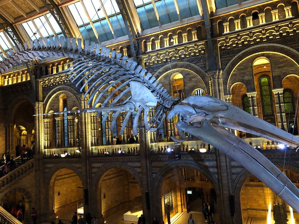 Colchester Natural History Museum