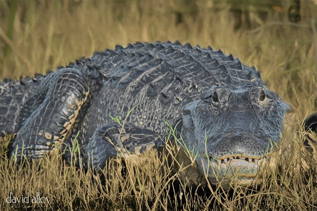 Alligators