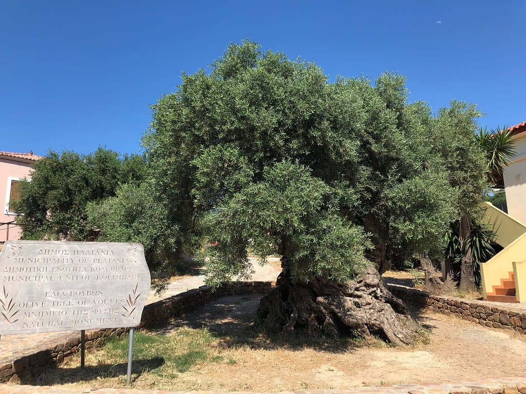 Vouves Olive Tree