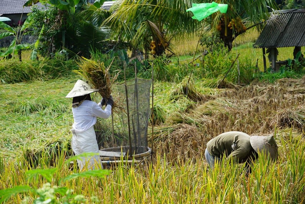 Kajeng Rice Field Walk