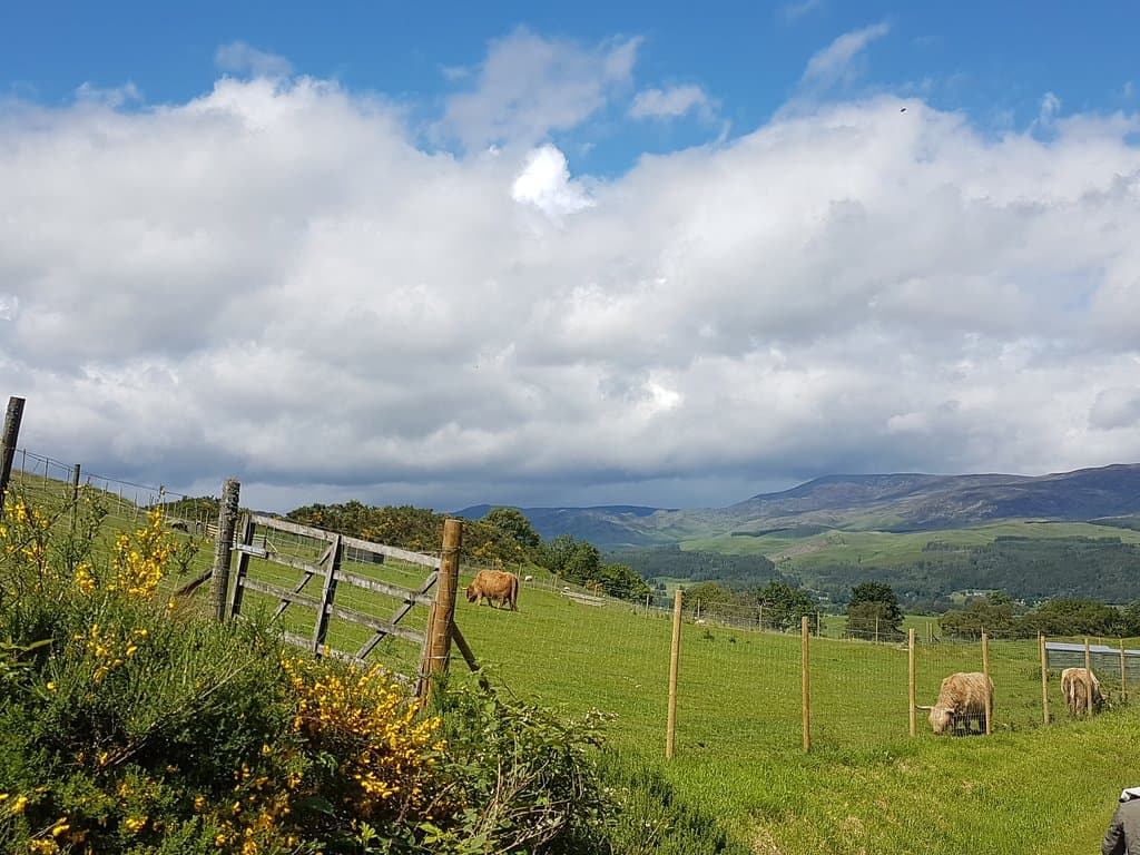 Auchingarrich Wildlife Park