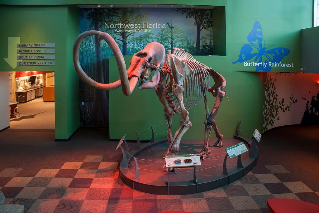 The Columbian mammoth displayed in the Florida Museum of Natural History Central Gallery was found in the Aucilla River.