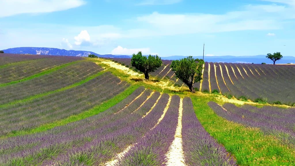 Valensole Plateau Lavender Fields