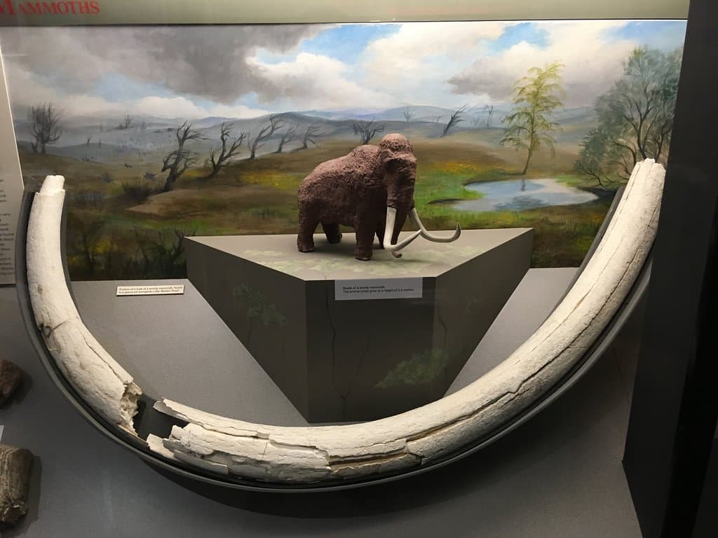 Mammoth tusk - in the SW Museum's exhibit on the Ice Age