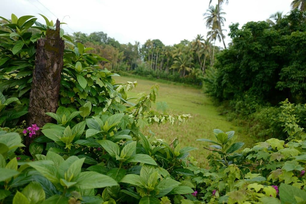 Company Bagh Nehru Garden