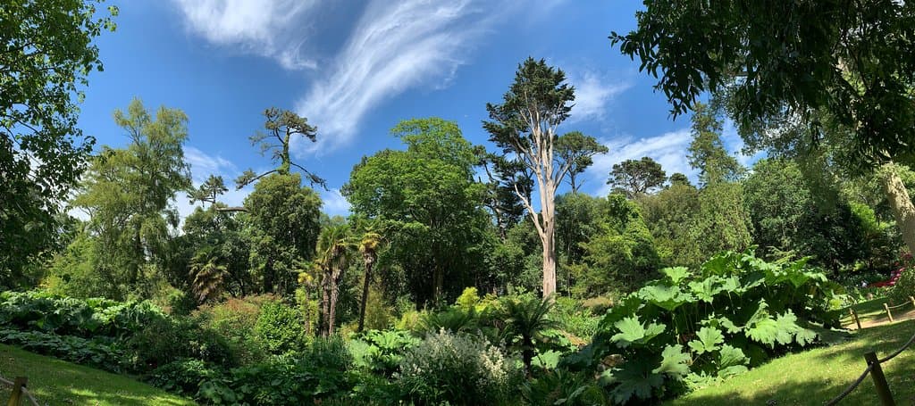 Trees