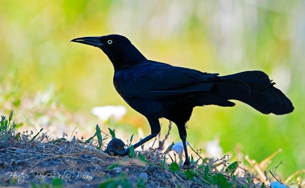 A Great-tailed Grackle at Ellis Creek Wetlands.