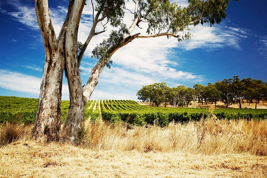 Chardonnay Vineyard
