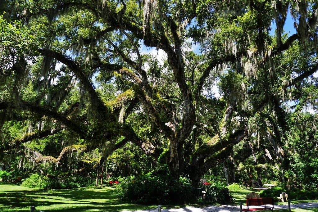 Show stopping tree
