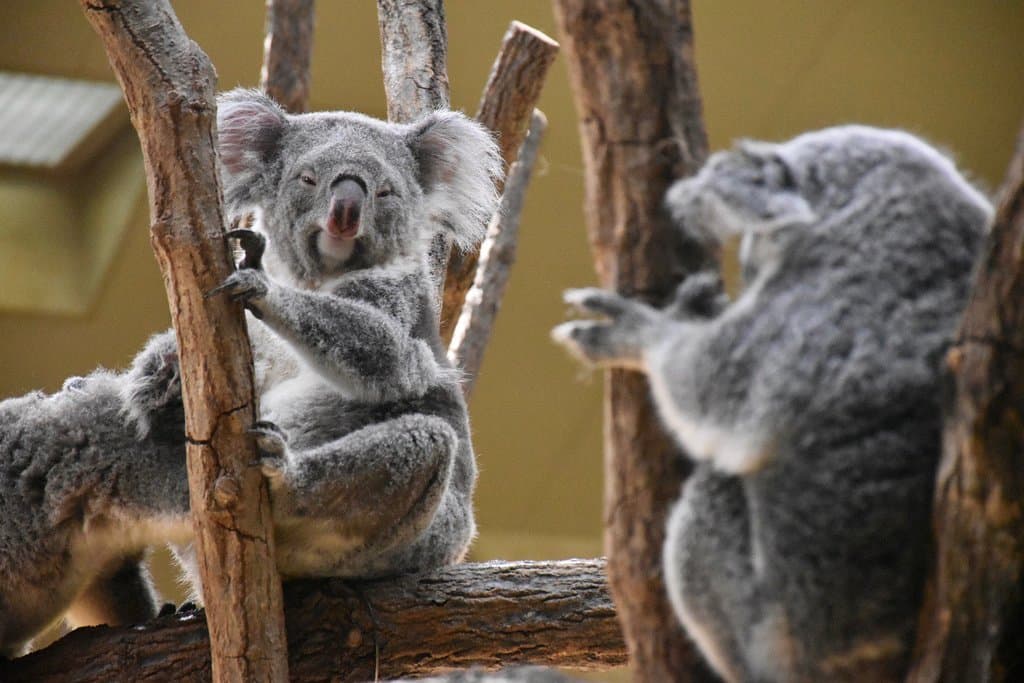 Higashiyama Zoo and Botanical Gardens