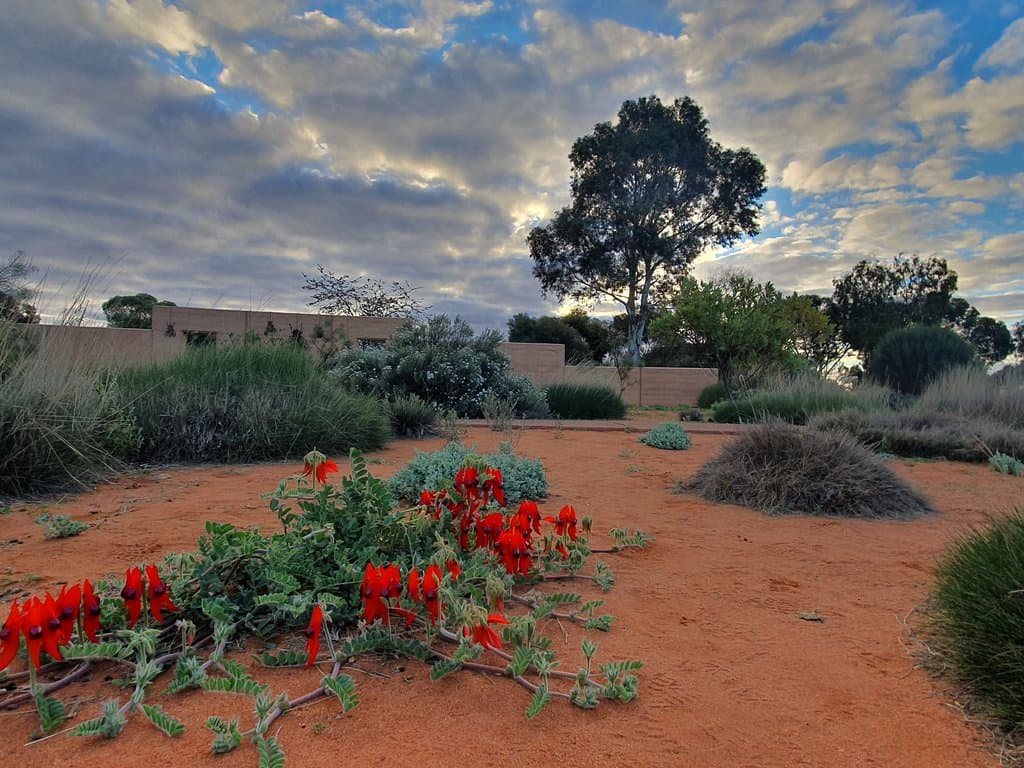 Sturt Peas flowering....Spring is coming!!