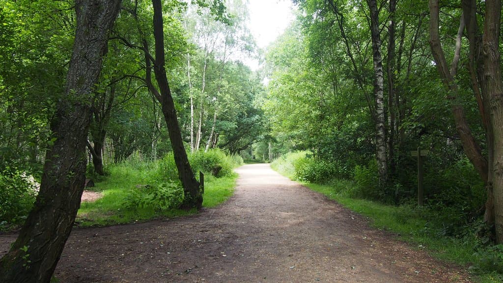 Walkway through the woodland