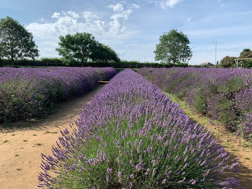 Norfolk Lavender