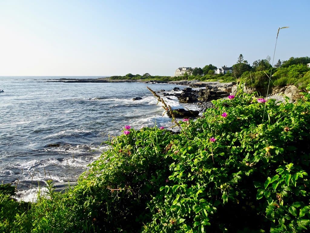 Colorful Flowers along the Trail
