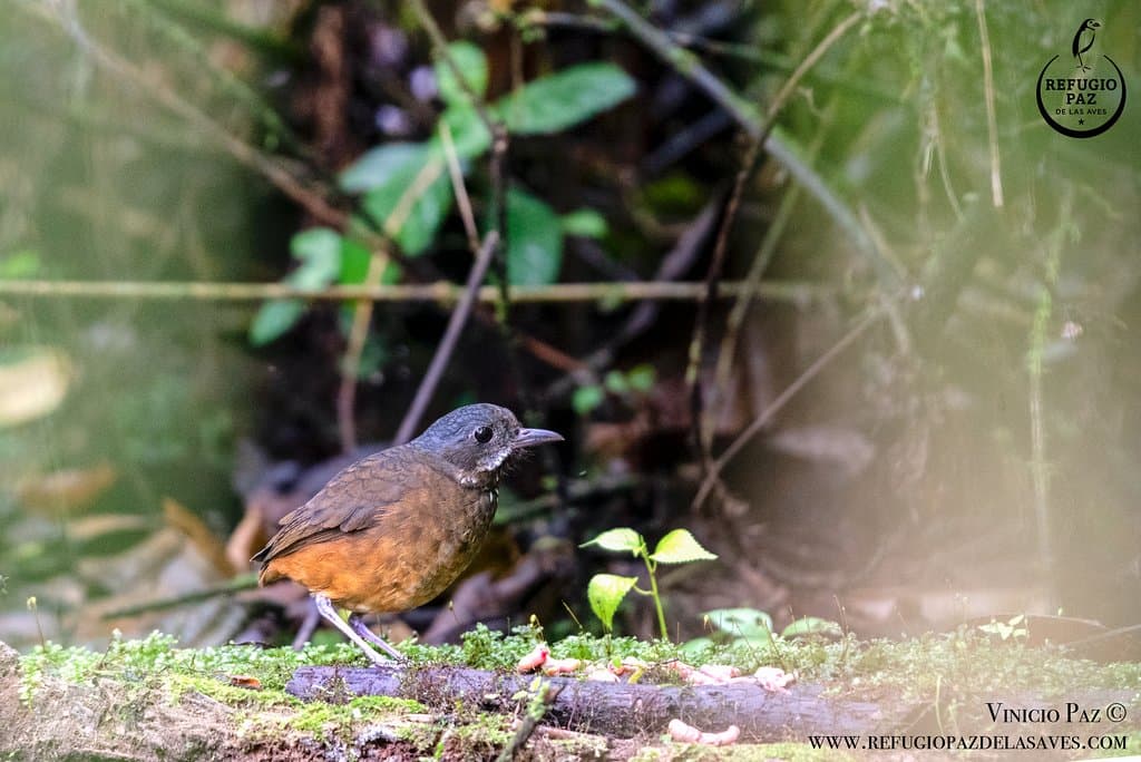 Moustached Antpitta, one of the most difficult atpittas, you can see how Angel is friend with them.