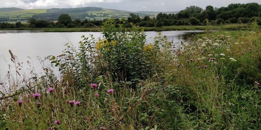 Inch Wildfowl Reserve Inch Levels
