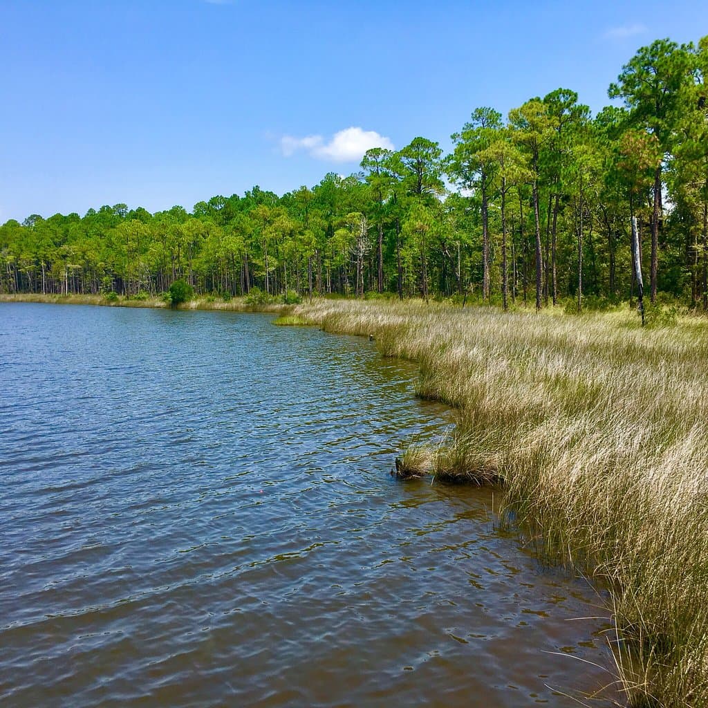 Tarkiln Bayou Preserve State Park