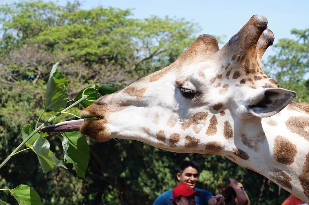 Alimenta a las jirafas 