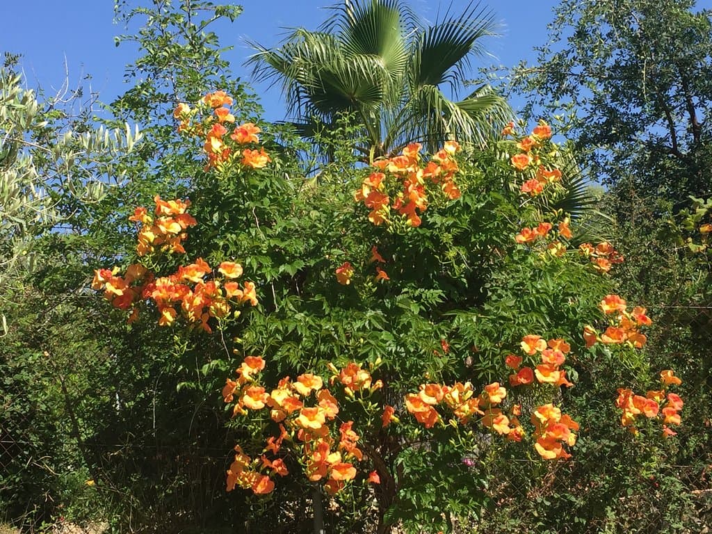 Exuberante floración tropical